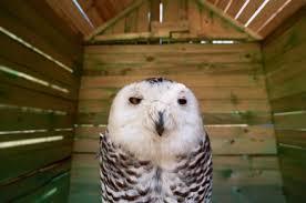 Sokolarnia Czantoria